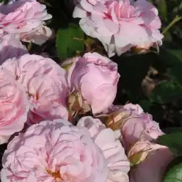 Rosa Blush™ Winterjewel® - roz - trandafir nostalgic